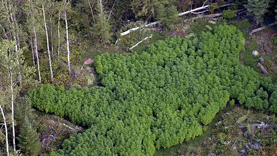 Autoritățile distrug plantațiile ilegale de canabis din SUA
