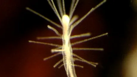 Animalul nemuritor exista!