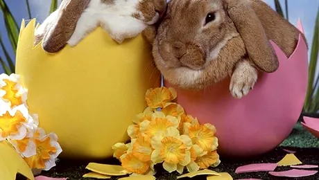 10 iepuri nepotriviți pentru Paște (Poze)