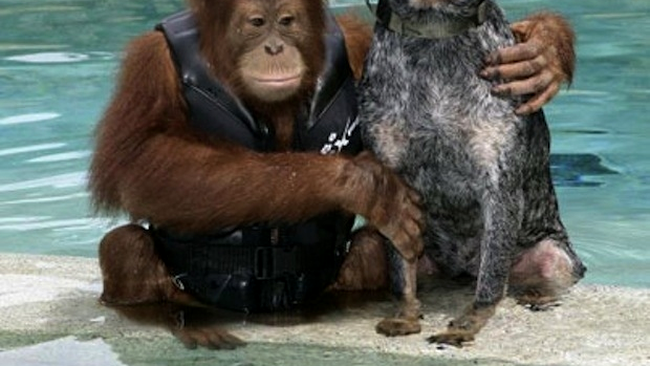 cei mai buni prieteni