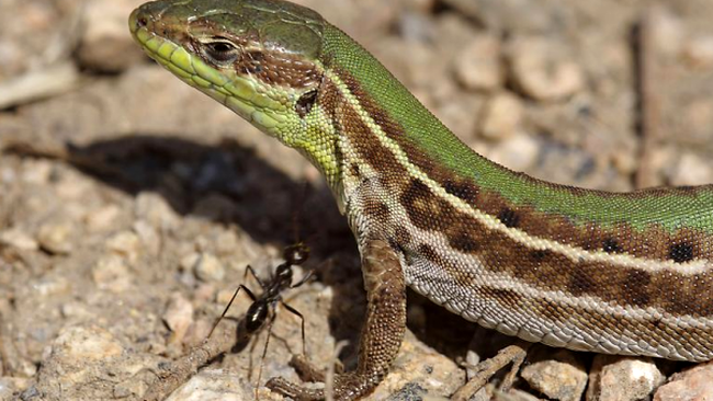 soparla de iarba africana