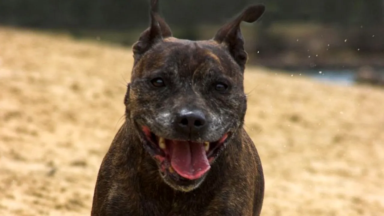 1-sexdog 