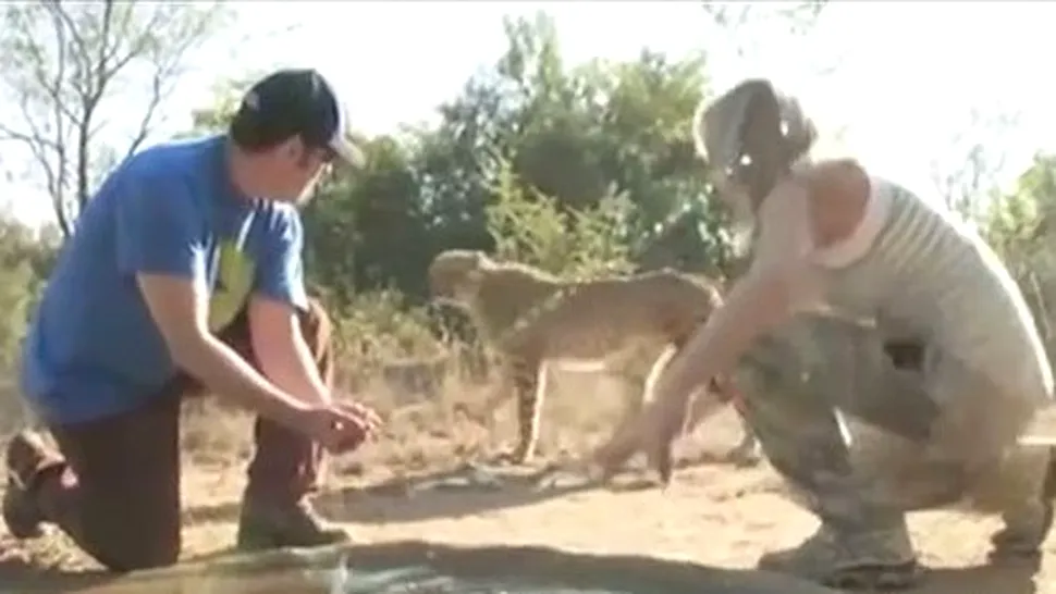 Adam Sandler a fost atacat de un ghepard (Video)