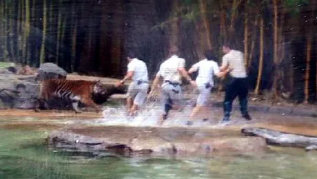 Dresor mușcat de tigru la o grădină zoologică din Australia