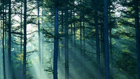 Un barbat si o femeie au fost gasiti spanzurati in padurea Trivale