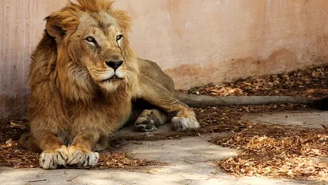 De ce este numit leul „regele animalelor”?