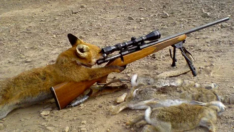 O vulpe a impuscat un barbat!