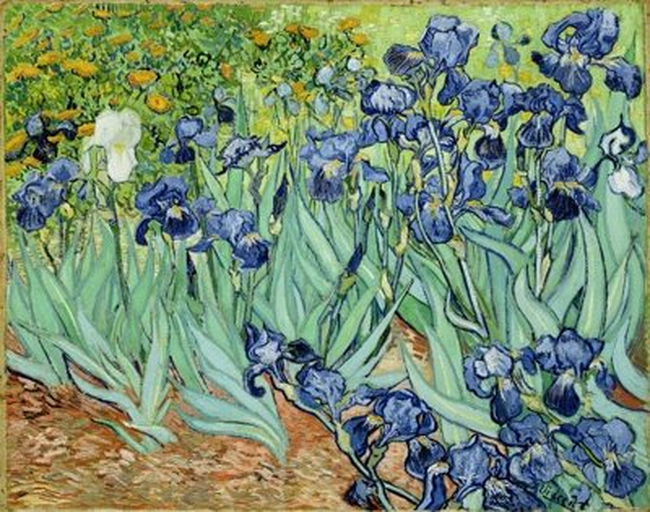 Vincent Van Gogh Irisi