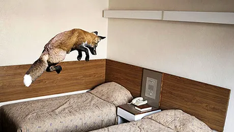 S-a culcat alături de iubită și s-a trezit lângă o vulpe