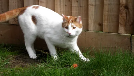 In China se fura pisici, pentru a fi mancate (VIDEO)