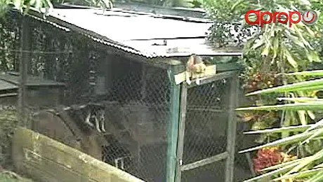 Perseverenta canina l-a dus la evadarea Divina! (VIDEO)