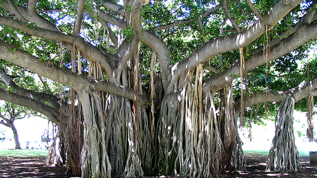 banyan