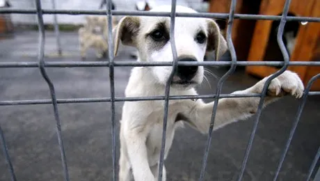 Sri Lanka autorizeaza uciderea cainilor vagabonzi