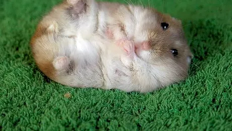 O fata de 12 ani a facut infarct la inmormantarea hamsterului ei