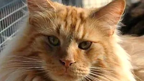 O pisică furată a fost returnată pentru că mânca prea mult