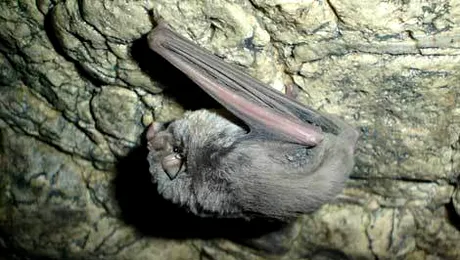 Liliecii in pericol: 15 pesteri din Romania se inchid