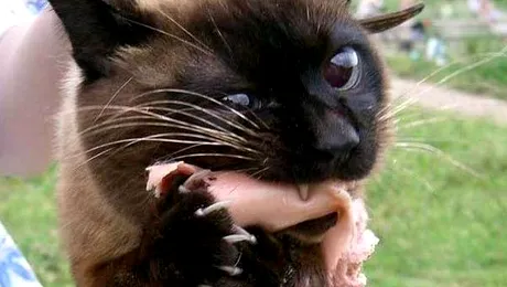 7 alimente periculoase pentru pisici