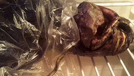 O rusoaica pretinde ca a tinut doi ani de zile un extraterestru in frigider