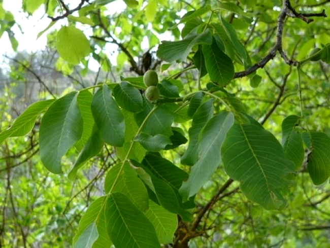 frunze de nuc