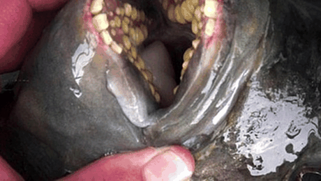 Suedia: Atenție la peștii care atacă „unde îi e mai greu voinicului”