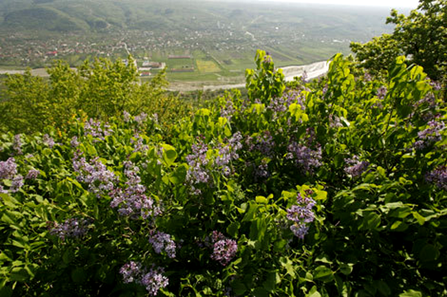 Dealul cu Lilieci Cernățești, Buzau, foto: MediafaxFoto
