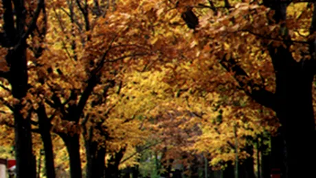 Comisie de ancheta privind Parcul Bordei