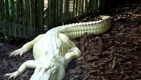 Politistii americani au impuscat un crocodil din beton… de doua ori!