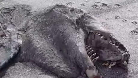 Monstrul care a ÎNGROZIT mapamondul