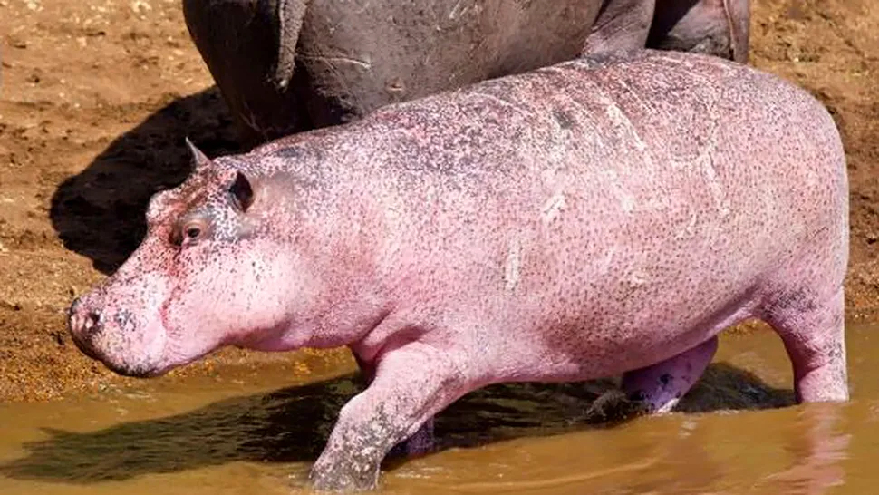 Hipopotamul roz, descoperit in Kenya
