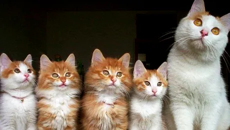 Femeie părăsită de soț pentru că nu poate renunța la cele 550 de pisici ale ei