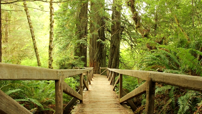 Redwood National Forest