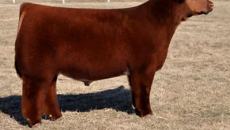 Vaca pufoasă și tratamentele de lux (Poze)