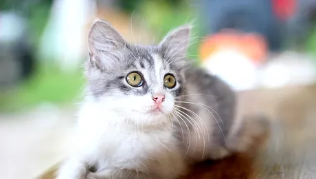 Pot vedea pisicile în întuneric?