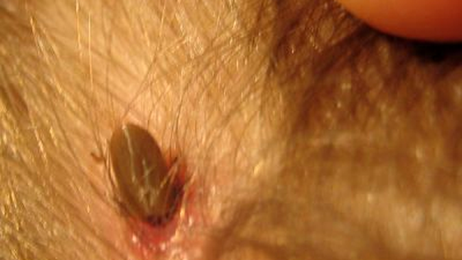 Un câine care tocmai a devenit "gazda" unei căpușe