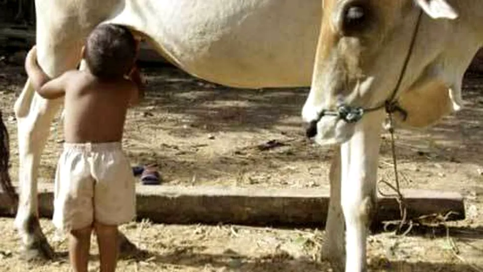 Un baietel se hraneste cu lapte, direct de la ugerul vacii (Video)