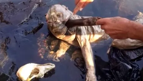 Chupacabra, descoperit în Paraguay! Cum arată cadavrul înfricoşătoarei creaturi VIDEO