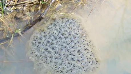 Cum eclozează ouăle de broască?