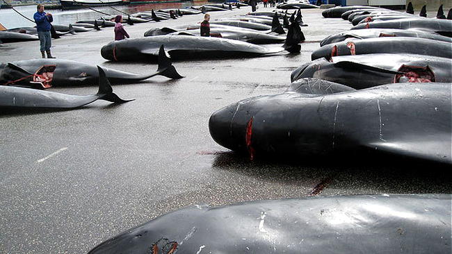 Coridele din Spania sau macelul din Feroe, cruzimi asemanatoare