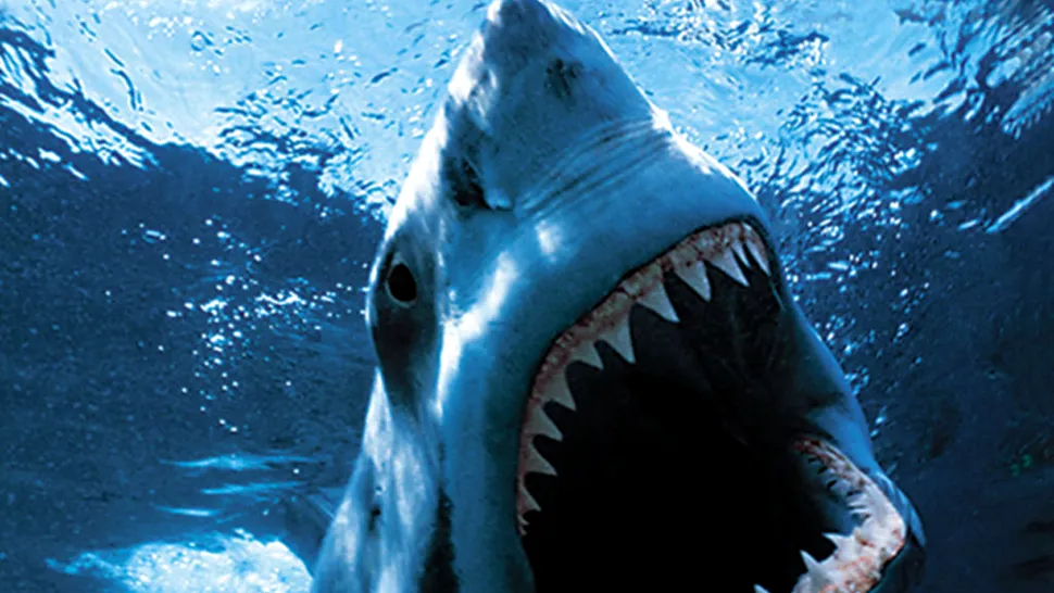 8 lucruri pe care nu le știai despre rechini