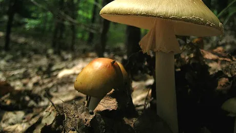 Care este diferența dintre ciupercile bune și cele otrăvitoare