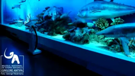 „Grigore Antipa”, printre cele mai vizitate muzee din București