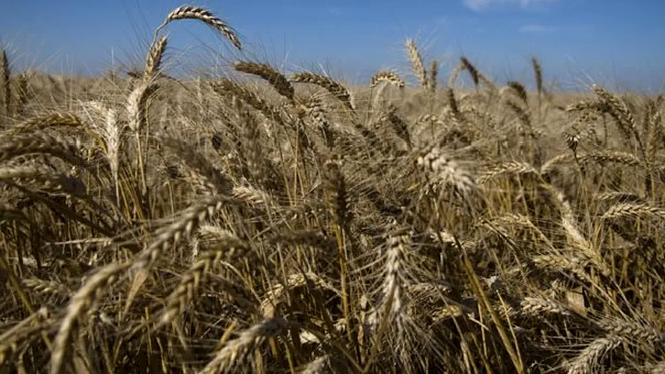 Agricultura din Romania, in pericol din cauza secetei