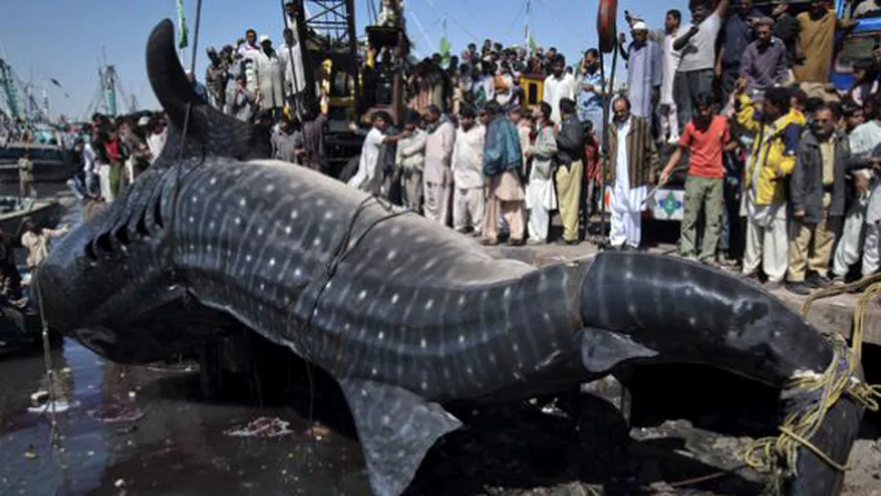Rechinul-balenă care a șocat pescarii pakistanezi