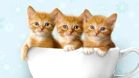 Expoziția de feline SofistiCAT 2014, 8-9 martie la Sala Palatului