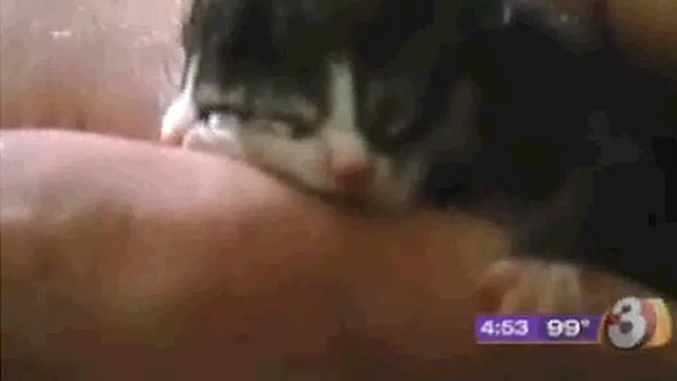 O pisica a nascut un pui cu doua capete (Video)