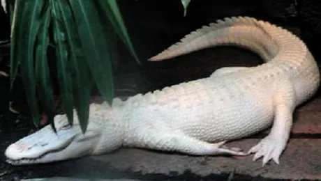 Aligatorul Alb cu ochi albastri isi ingheata privitorii