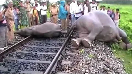 Șapte elefanți uciși de un tren în India