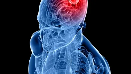 Cum transmite creierul mesaje corpului?