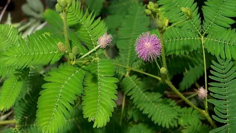 Mimosa, planta ce interacționează la atingere (Video)