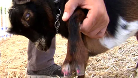 Glume americane: Au furat capra doar ca să îi facă… pedichiura!